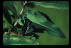 Charaxes castor