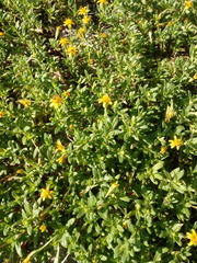 Pectis multiflosculosa