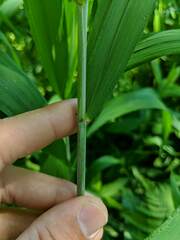Elymus wiegandii