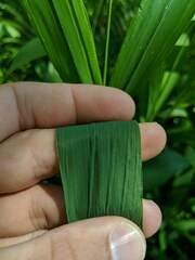 Elymus wiegandii