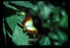 Charaxes fulvescens