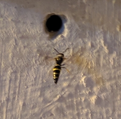 Ancistrocerus adiabatus