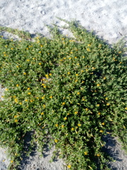 Pectis multiflosculosa