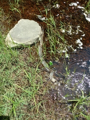 Nerodia sipedon sipedon