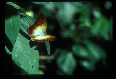 Charaxes fulvescens