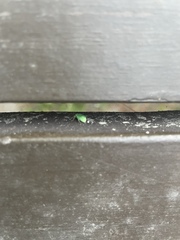 Polydrusus impressifrons