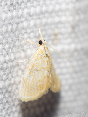 Glaphyria glaphyralis