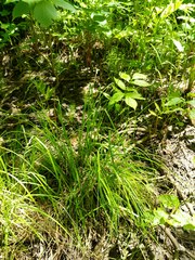Carex arcta
