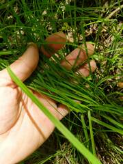 Carex arcta