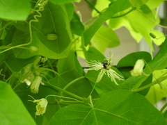 Protandrena passiflorae