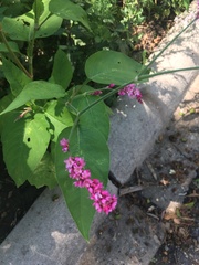 Persicaria orientalis