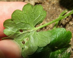 Rondaniola bursaria