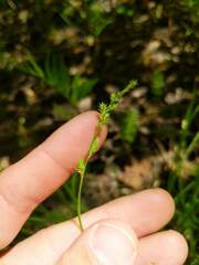 Carex arcta