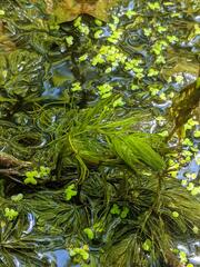 Ceratophyllum echinatum