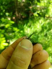 Ceratophyllum echinatum