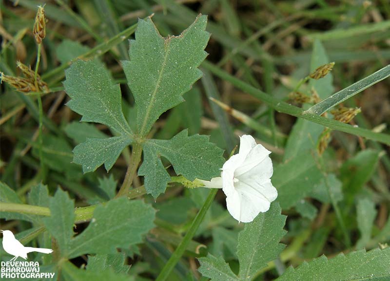 Ipomoea coptica