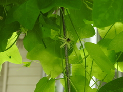 Protandrena passiflorae