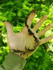 Ceratophyllum echinatum