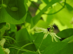 Protandrena passiflorae