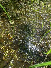 Ceratophyllum echinatum