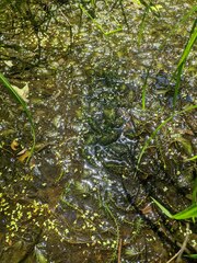 Ceratophyllum echinatum