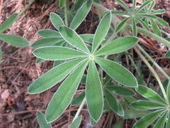 Lupinus argenteus palmeri