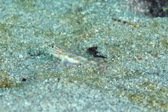 Coryphopterus venezuelae