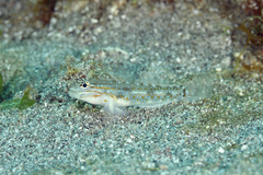 Coryphopterus venezuelae