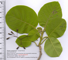 Pisonia margaretiae