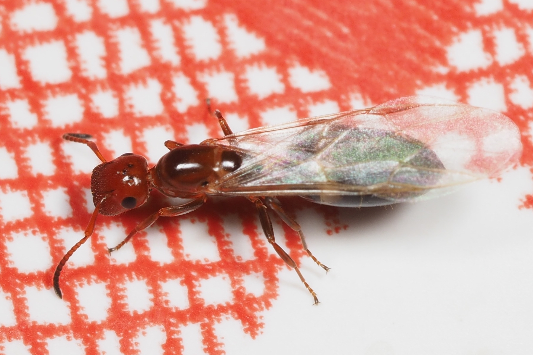 Colobopsis imitans