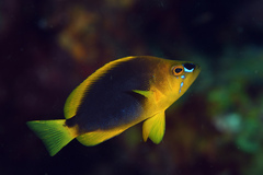 Hypoplectrus guttavarius