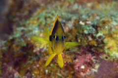 Hypoplectrus guttavarius