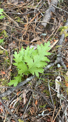 Pedicularis densiflora