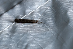 Leptocerus americanus