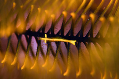 Periclimenes crinoidalis