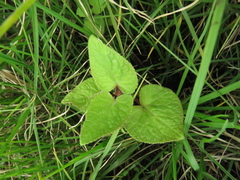 Ageratina apollinairei