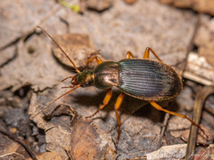 Chlaenius aestivus