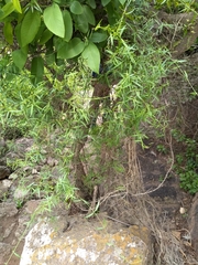 Metastelma angustifolium