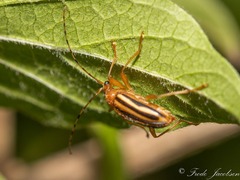 Metacmaeops vittata