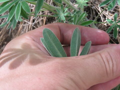 Lupinus argenteus palmeri