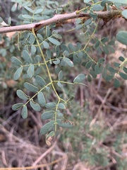 Senegalia burkei