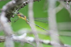 Lestes inaequalis