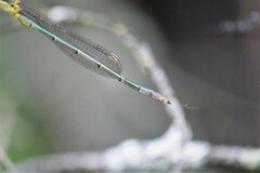 Lestes inaequalis