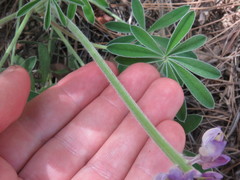 Lupinus argenteus palmeri