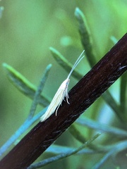Coleophora peribenanderi