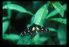 Amauris albimaculata