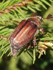 Melolontha hippocastani