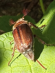 Melolontha hippocastani