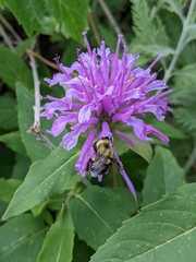 Bombus bimaculatus