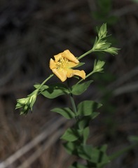Hypericum denticulatum